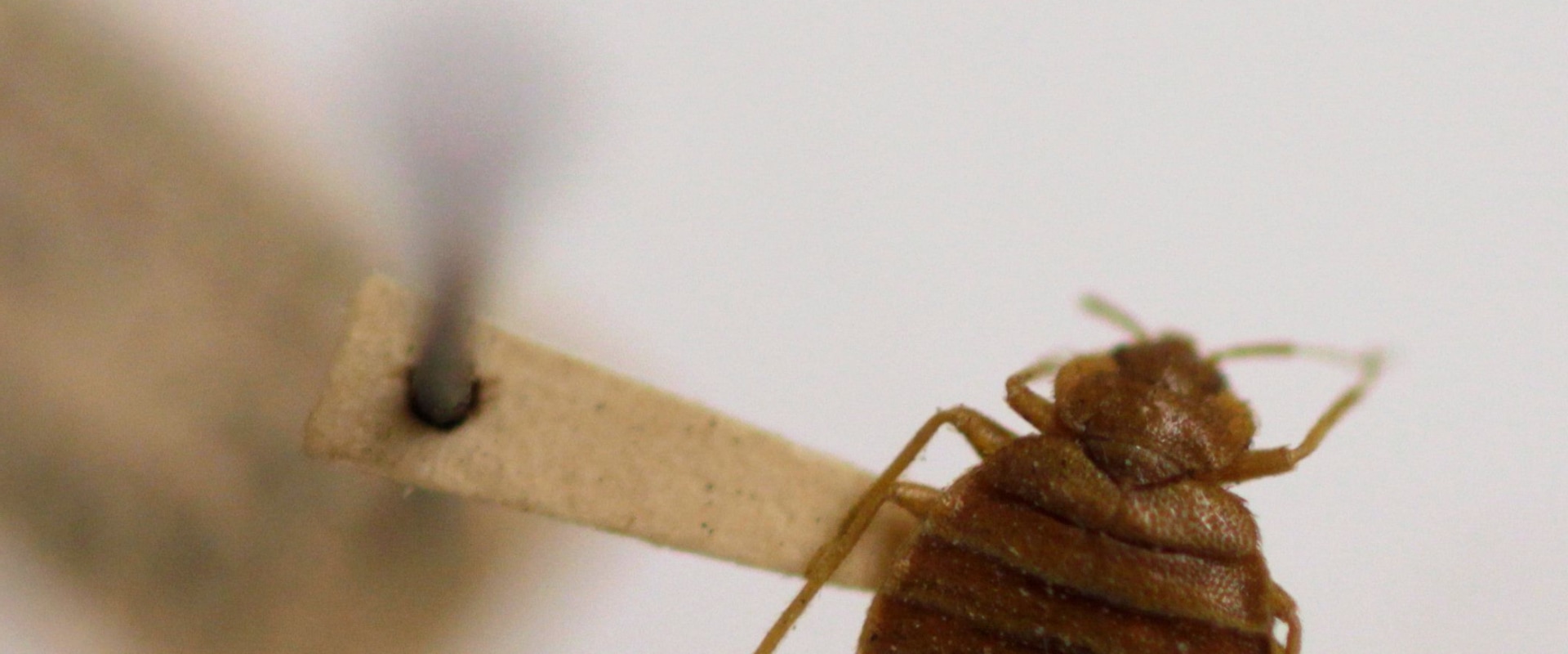 Do bed bugs ever fully go away?