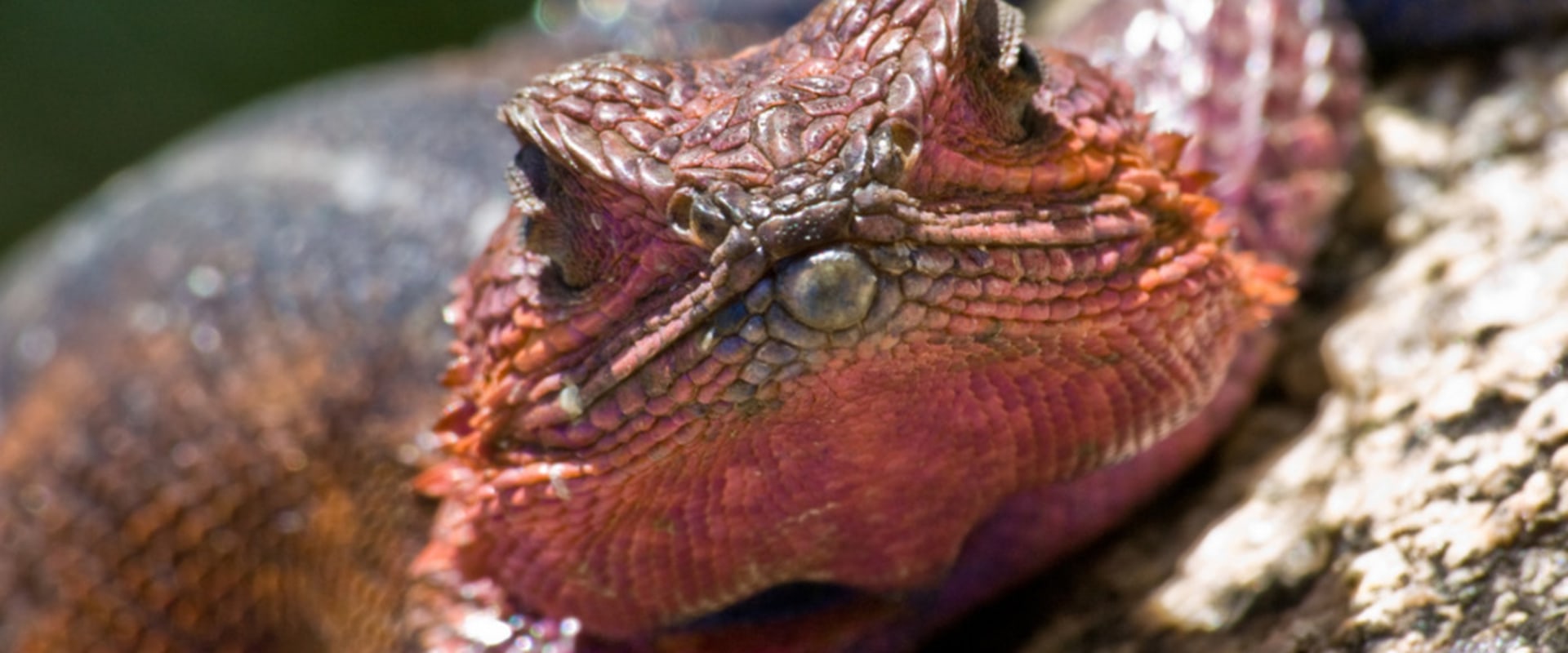 Which pest control is best for lizards?