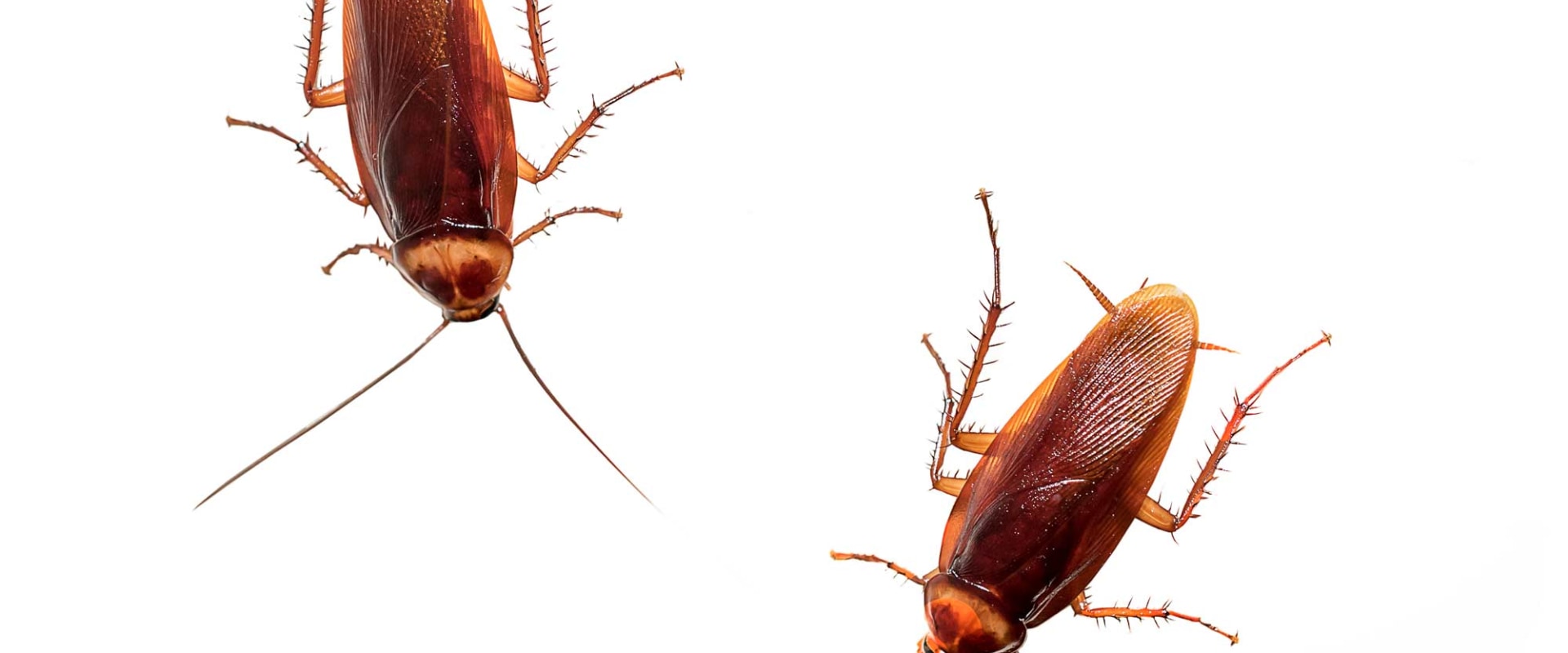 How long does it take for roaches to go away after exterminator?