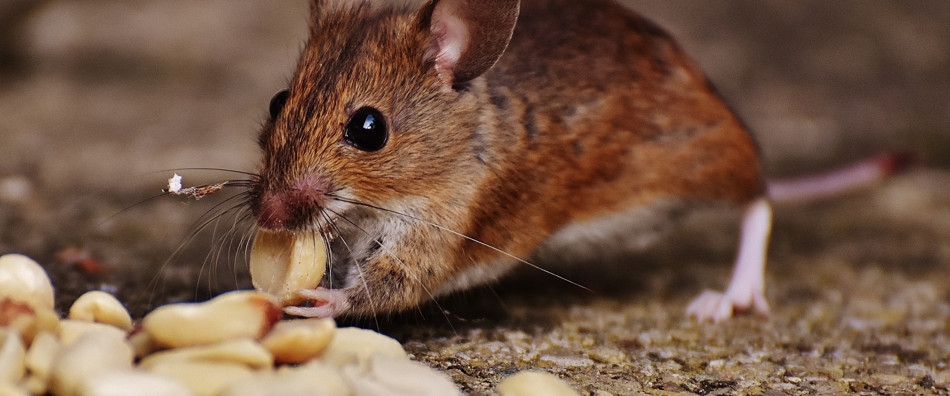 pest-control-extermination-midwest-pest-control
