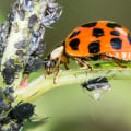 What is pest control examples?