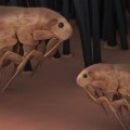 How long does it take for pest control to get rid of fleas?