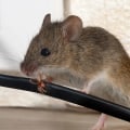 Which pest control is best for mice?