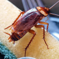 How do i get rid of roaches permanently?