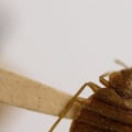 Do bed bugs ever fully go away?