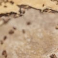 How long does pest control take to dry?