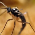Will pest control get rid of gnats?