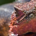Which pest control is best for lizards?