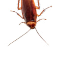 Does pest control kill cockroaches?