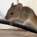 The Benefits Of Using A Professional Rat, Squirrel, Or Mouse Removal Services in Dallas