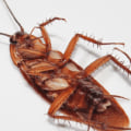 How long does it take to get rid of roaches after extermination?