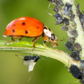 What are methods used to control pests?