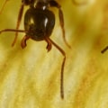 Will pest control get rid of ants?