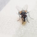 Can pest control get rid of flies?