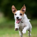 What is the safest bug spray for pets?