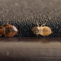 How long does it take to get a full bed bug infestation?