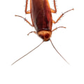 How long does it take for roaches to go away after exterminator?