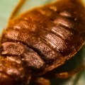 Do bed bugs eventually go away?