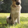 Is pest control safe for animals?
