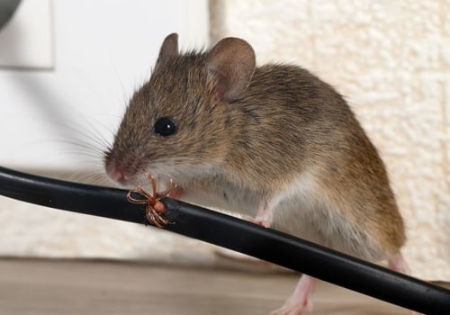 Which pest control is best for mice?