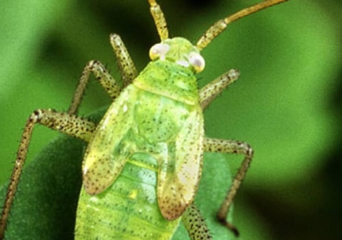 What are the advantages of using biological control in agricultural production?
