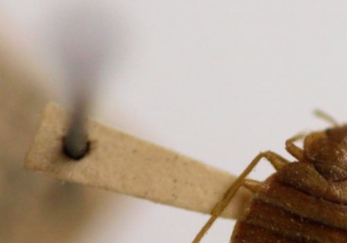 Do bed bugs ever fully go away?