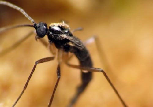 Will pest control get rid of gnats?