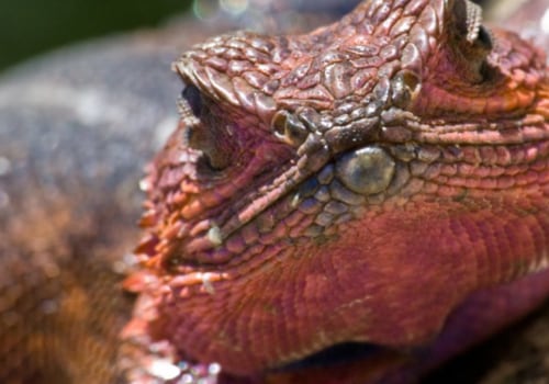 Which pest control is best for lizards?