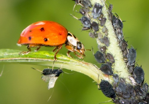 What are methods used to control pests?