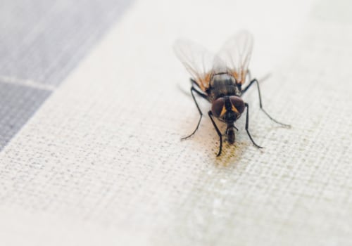 Can pest control get rid of flies?