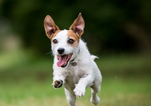 What is the safest bug spray for pets?