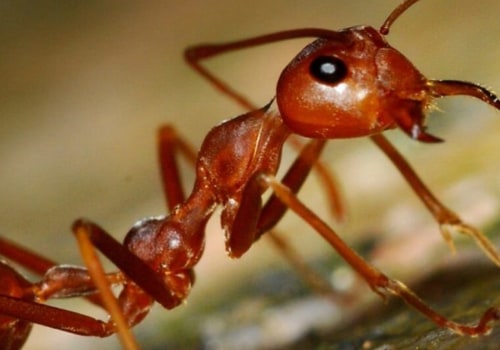How long does it take for an exterminator to get rid of ants?