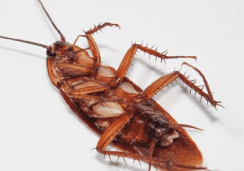 How long does it take for pest control to get rid of roaches?