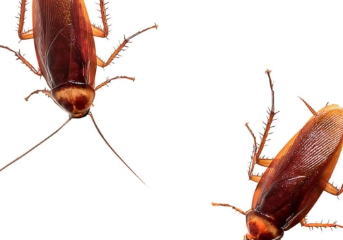 How long does it take for roaches to go away after exterminator?