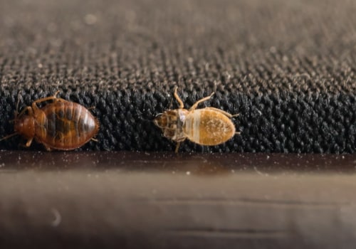 How long does a bed bug infestation take?