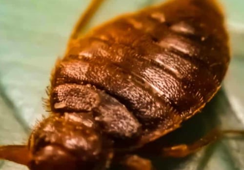 Do bed bugs eventually go away?